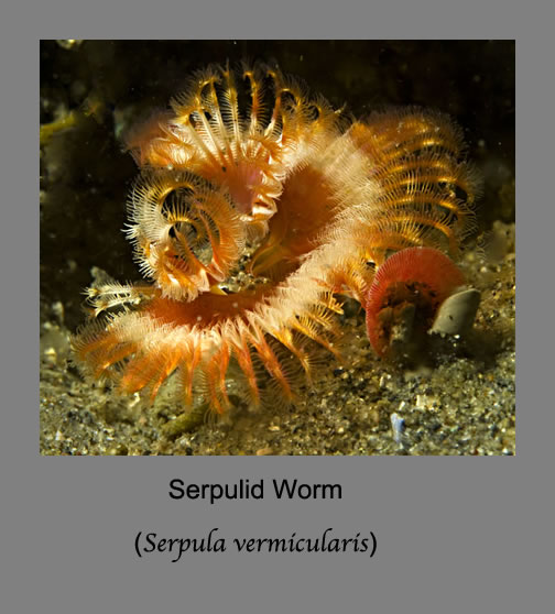 serpulid worm